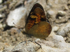 Phyciodes batesii lakota