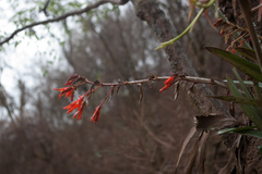 Begonia boliviensis