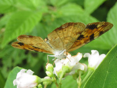Phyciodes batesii