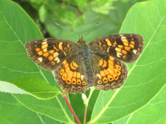 Phyciodes batesii