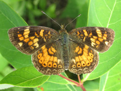 Phyciodes batesii