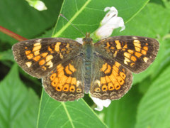 Phyciodes batesii