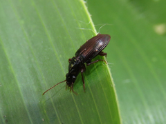 Notiobia cupripennis