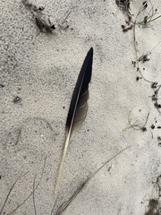 Pelecanus occidentalis