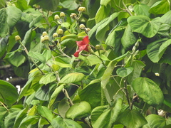 Hibiscus elatus