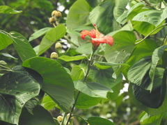 Hibiscus elatus