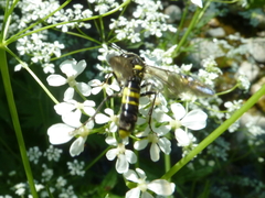 Tenthredo scutellata