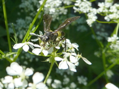 Tenthredo scutellata