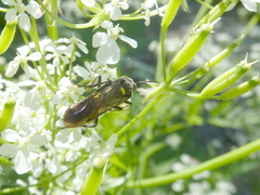 Tenthredo scutellata