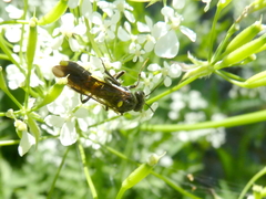 Tenthredo scutellata