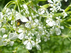 Tenthredo scutellata