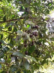Garcinia multiflora