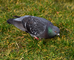 Columba livia