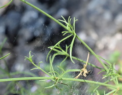 Stachys angustifolia