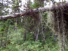 Bryocaulon pseudosatoanum