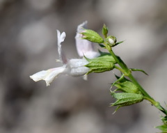 Stachys angustifolia