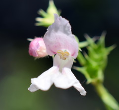 Stachys angustifolia
