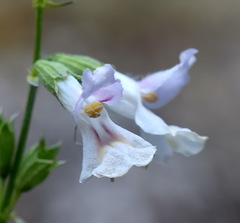Stachys angustifolia