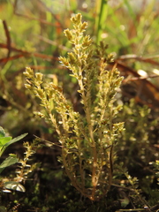 Selaginella aristata