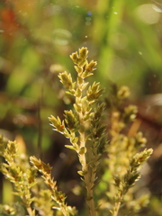 Selaginella aristata