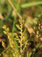 Selaginella aristata