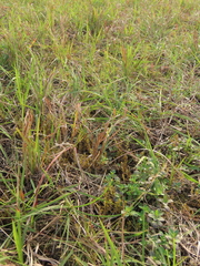Selaginella aristata