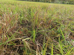 Selaginella aristata