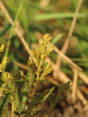 Selaginella aristata