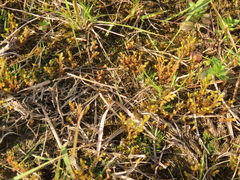 Selaginella aristata