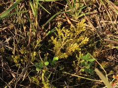 Selaginella aristata