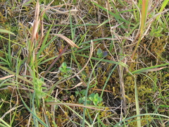Selaginella aristata