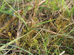 Selaginella aristata