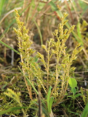 Selaginella aristata