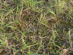 Selaginella aristata