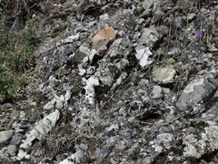 Centaurea sarandinakiae