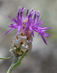 Centaurea sarandinakiae