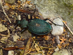 Carabus scabrosus tauricus