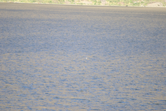 Leucocarbo georgianus