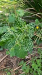 Urtica membranacea