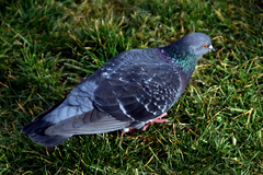 Columba livia