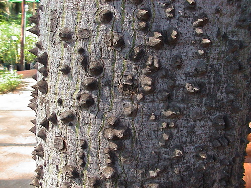 Silk floss tree