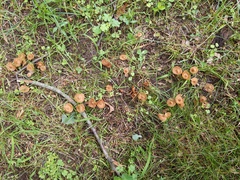 Inocybe calospora
