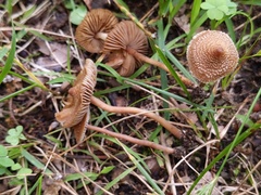 Inocybe calospora