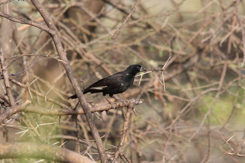 White-billed Buffalo-Weaver
