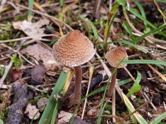 Inocybe calospora