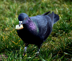 Columba livia