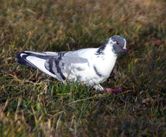 Columba livia
