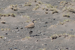 Cursorius somalensis