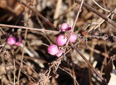 Symphoricarpos doorenbosii