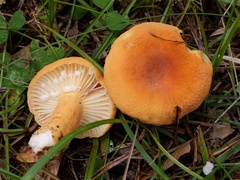 Lactifluus rugatus